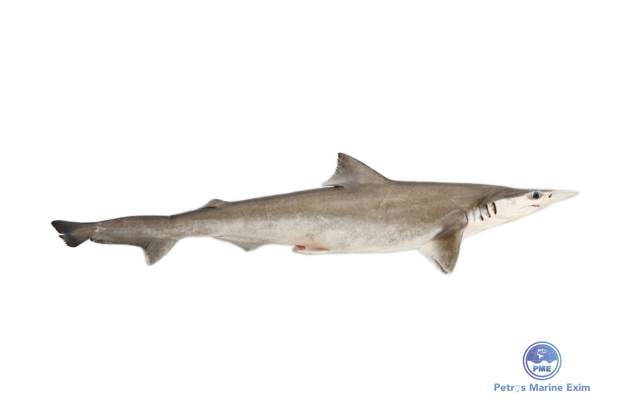 பால் சுறா  MILK SHARK