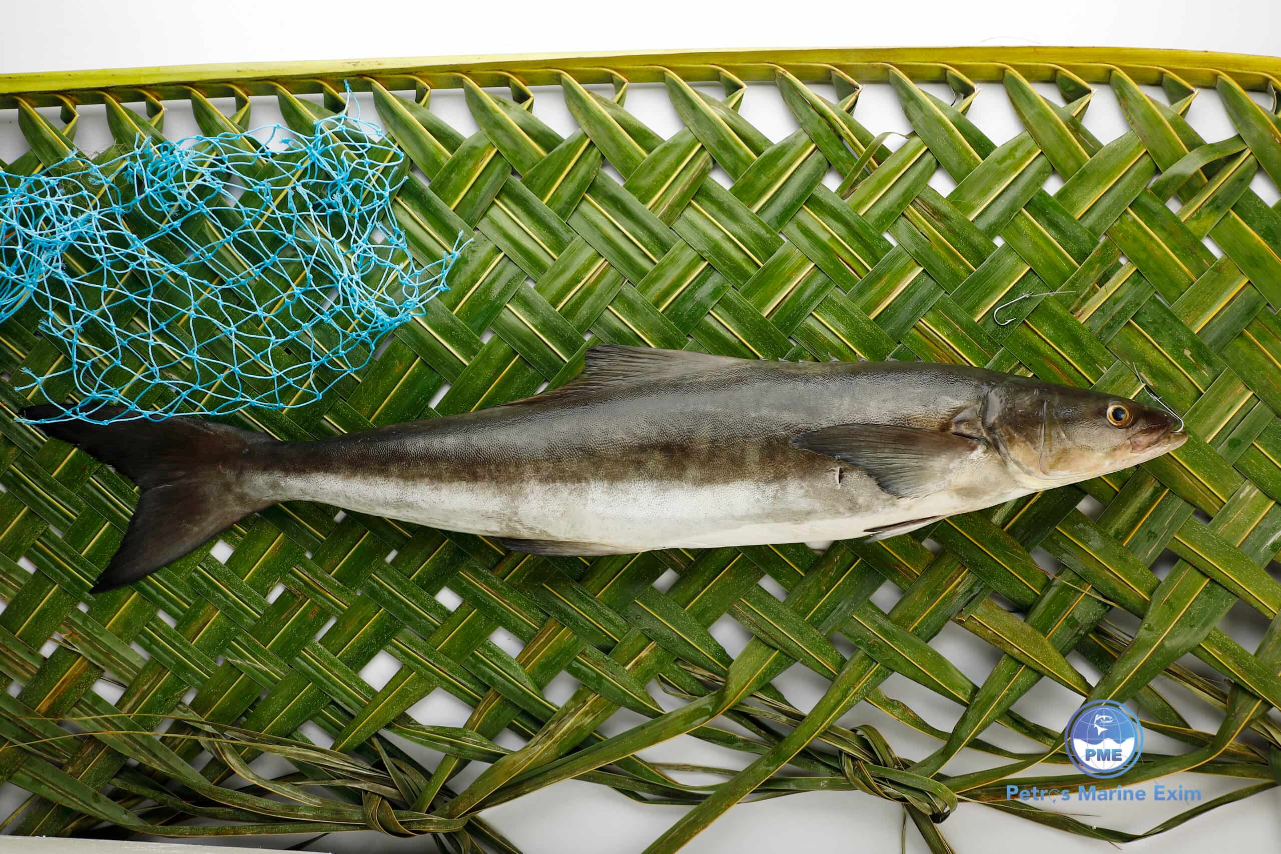 கடல் விரால் மீன்  KADAL-VIRAL