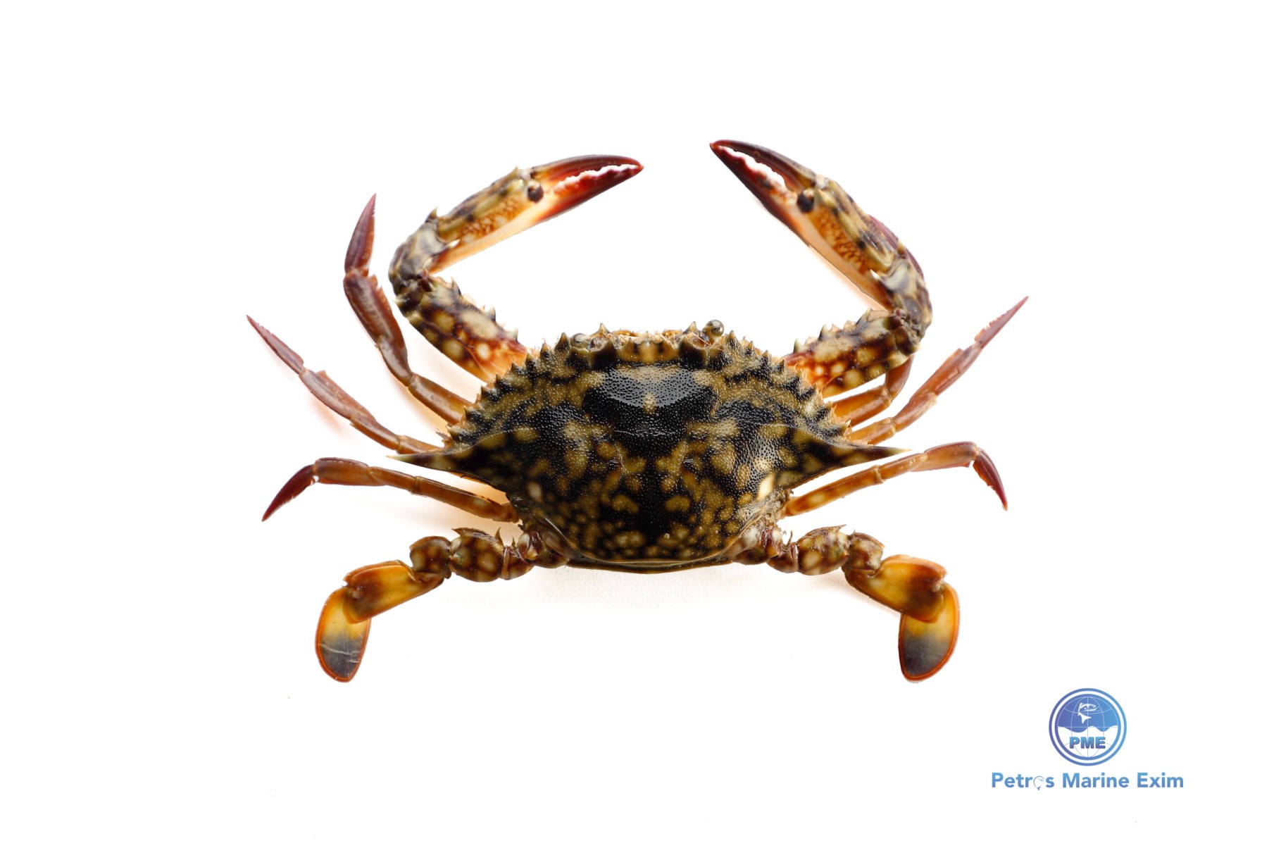 கடல் நண்டு SEA-CRAB